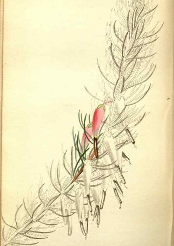 Reproducción/Reproduction 48787362358: The botanical cabinet. London :John & Arthur Arch ...,1817-1833.. 