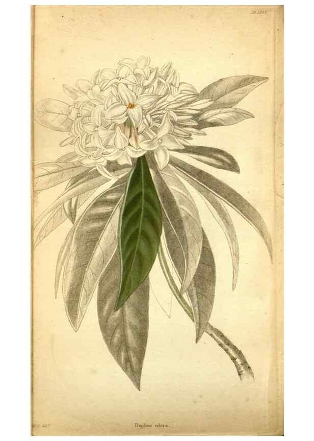 Reproducción/Reproduction 48787875657: The botanical cabinet. London :John & Arthur Arch ...,1817-1833.. 