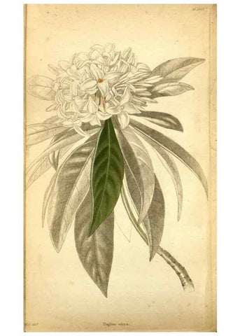 Reproducción/Reproduction 48787875657: The botanical cabinet. London :John & Arthur Arch ...,1817-1833.. 