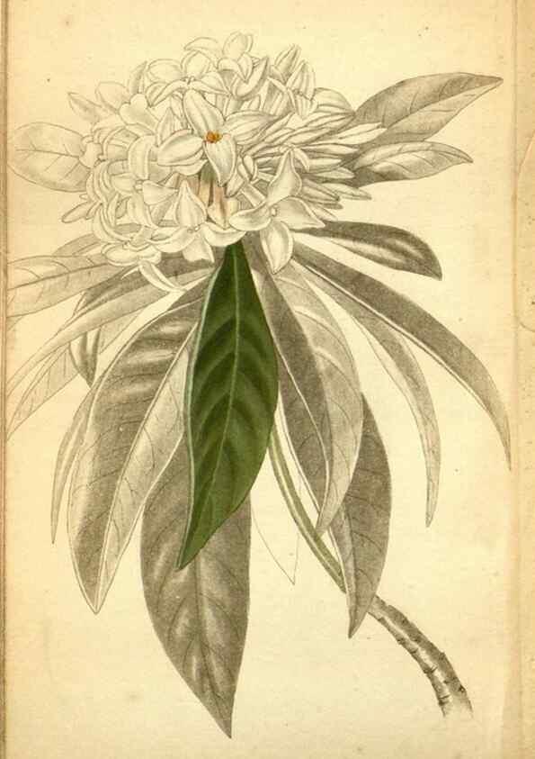 Reproducción/Reproduction 48787875657: The botanical cabinet. London :John & Arthur Arch ...,1817-1833.. 