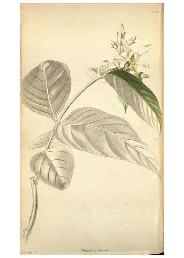 Reproducción/Reproduction 48787876242: The botanical cabinet. London :John & Arthur Arch ...,1817-1833.. 