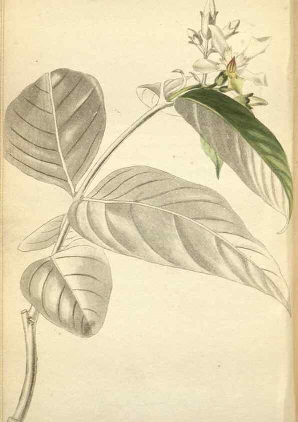 Reproducción/Reproduction 48787876242: The botanical cabinet. London :John & Arthur Arch ...,1817-1833.. 