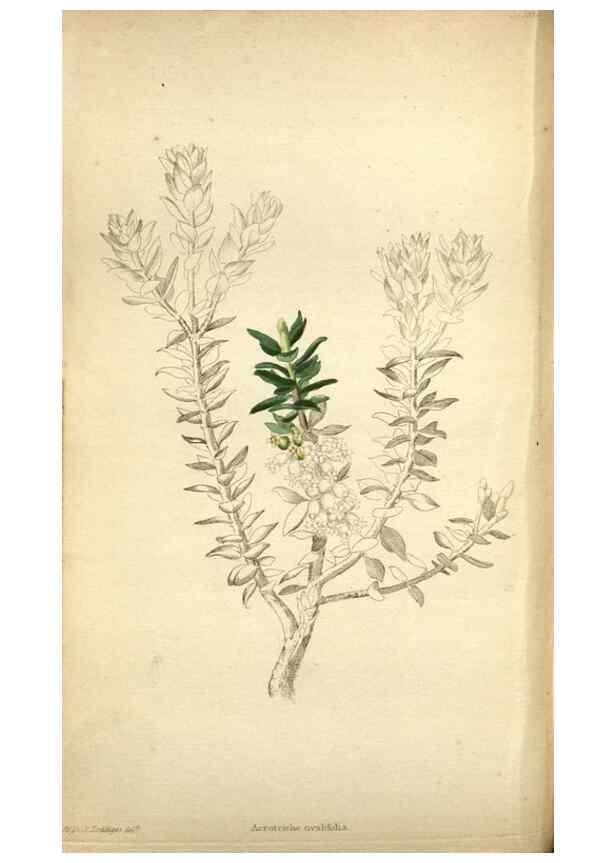 Reproducción/Reproduction 48787876507: The botanical cabinet. London :John & Arthur Arch ...,1817-1833.. 