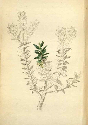 Reproducción/Reproduction 48787876507: The botanical cabinet. London :John & Arthur Arch ...,1817-1833.. 
