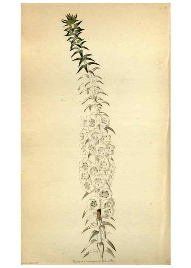 Reproducción/Reproduction 48787726041: The botanical cabinet. London :John & Arthur Arch ...,1817-1833.. 