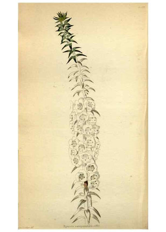 Reproducción/Reproduction 48787726041: The botanical cabinet. London :John & Arthur Arch ...,1817-1833.. 