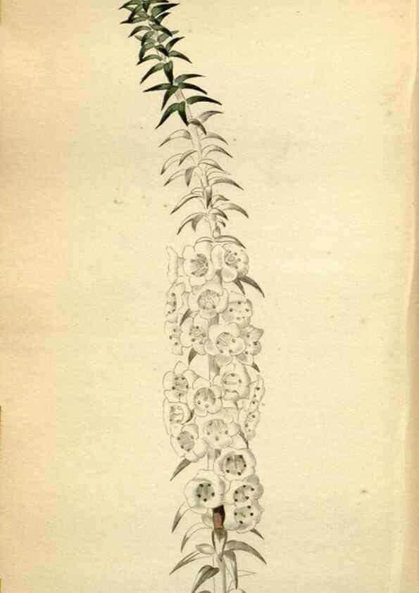Reproducción/Reproduction 48787726041: The botanical cabinet. London :John & Arthur Arch ...,1817-1833.. 