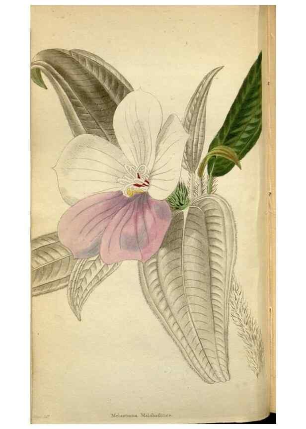 Reproducción/Reproduction 48787726376: The botanical cabinet. London :John & Arthur Arch ...,1817-1833.. 
