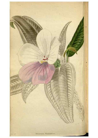 Reproducción/Reproduction 48787726376: The botanical cabinet. London :John & Arthur Arch ...,1817-1833.. 