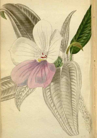Reproducción/Reproduction 48787726376: The botanical cabinet. London :John & Arthur Arch ...,1817-1833.. 