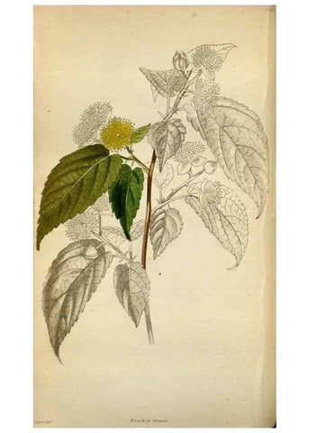 Reproducción/Reproduction 48787877492: The botanical cabinet. London :John & Arthur Arch ...,1817-1833.. 