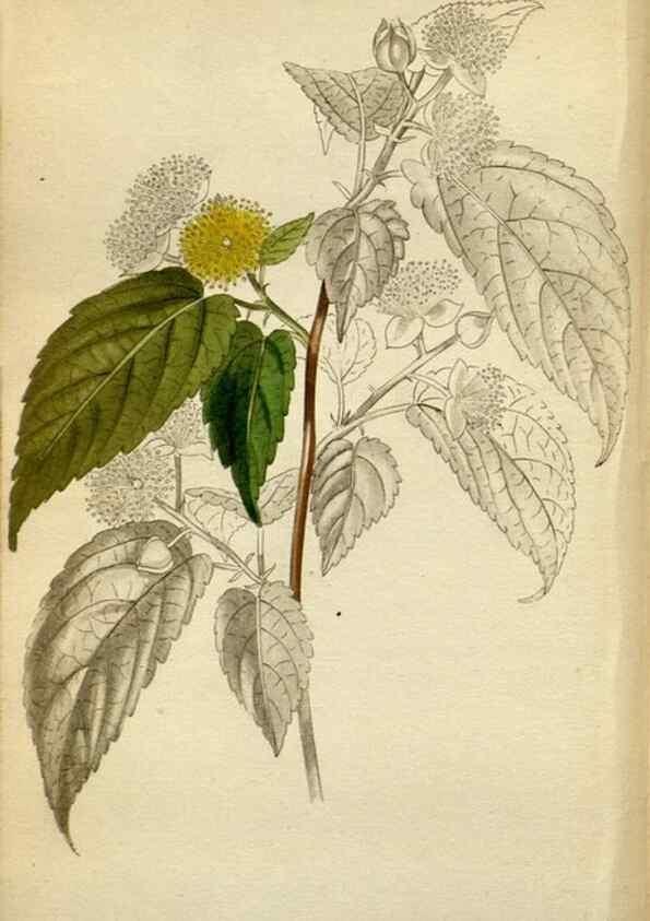 Reproducción/Reproduction 48787877492: The botanical cabinet. London :John & Arthur Arch ...,1817-1833.. 