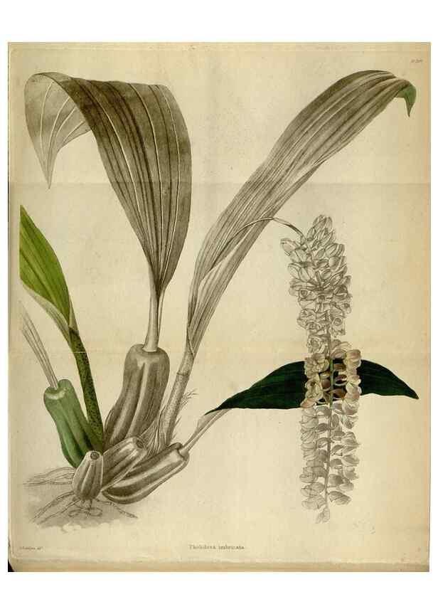 Reproducción/Reproduction 48787877822: The botanical cabinet. London :John & Arthur Arch ...,1817-1833.. 