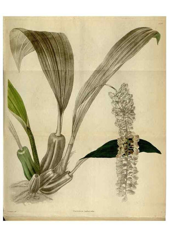 Reproducción/Reproduction 48787877822: The botanical cabinet. London :John & Arthur Arch ...,1817-1833.. 