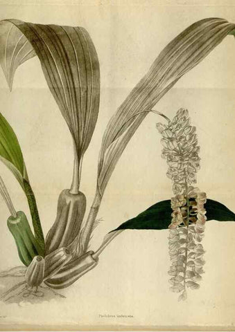 Reproducción/Reproduction 48787877822: The botanical cabinet. London :John & Arthur Arch ...,1817-1833.. 