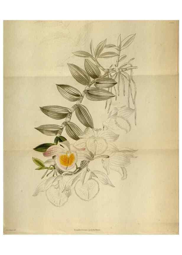 Reproducción/Reproduction 48787727401: The botanical cabinet. London :John & Arthur Arch ...,1817-1833.. 