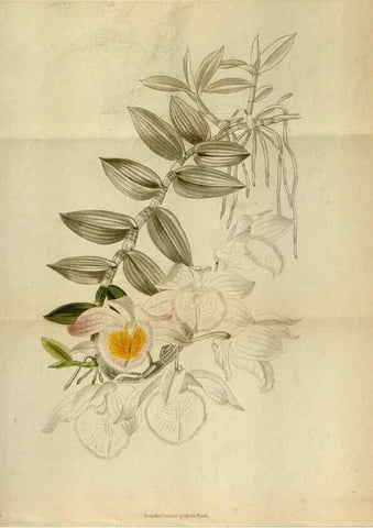 Reproducción/Reproduction 48787727401: The botanical cabinet. London :John & Arthur Arch ...,1817-1833.. 