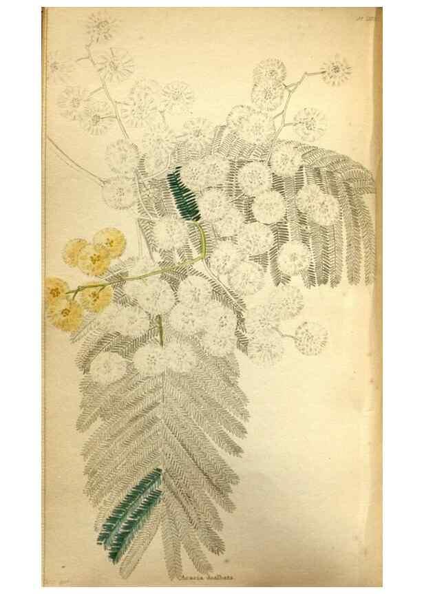 Reproducción/Reproduction 48787365373: The botanical cabinet. London :John & Arthur Arch ...,1817-1833.. 