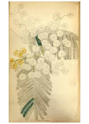 Reproducción/Reproduction 48787365373: The botanical cabinet. London :John & Arthur Arch ...,1817-1833.. 