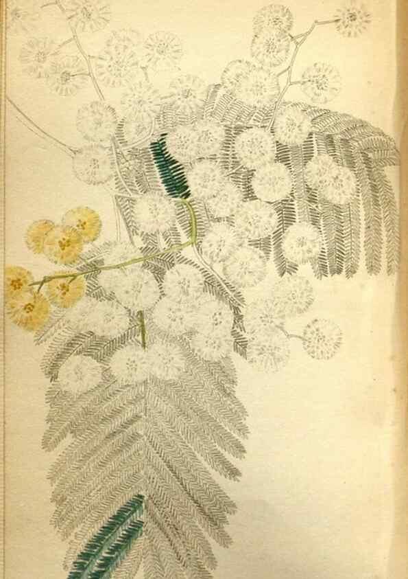 Reproducción/Reproduction 48787365373: The botanical cabinet. London :John & Arthur Arch ...,1817-1833.. 