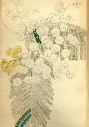 Reproducción/Reproduction 48787365373: The botanical cabinet. London :John & Arthur Arch ...,1817-1833.. 