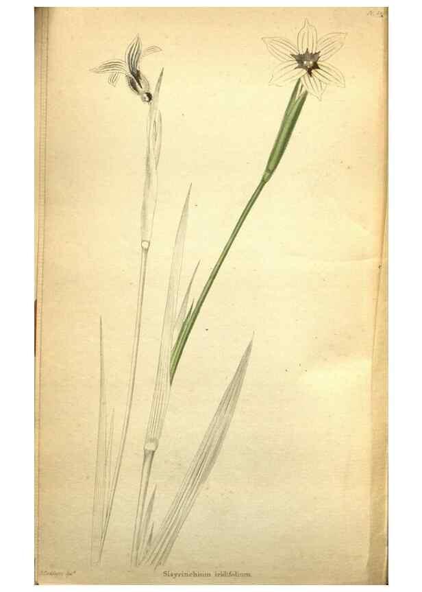 Reproducción/Reproduction 48787827237: The botanical cabinet. London :John & Arthur Arch ...,1817-1833.. 