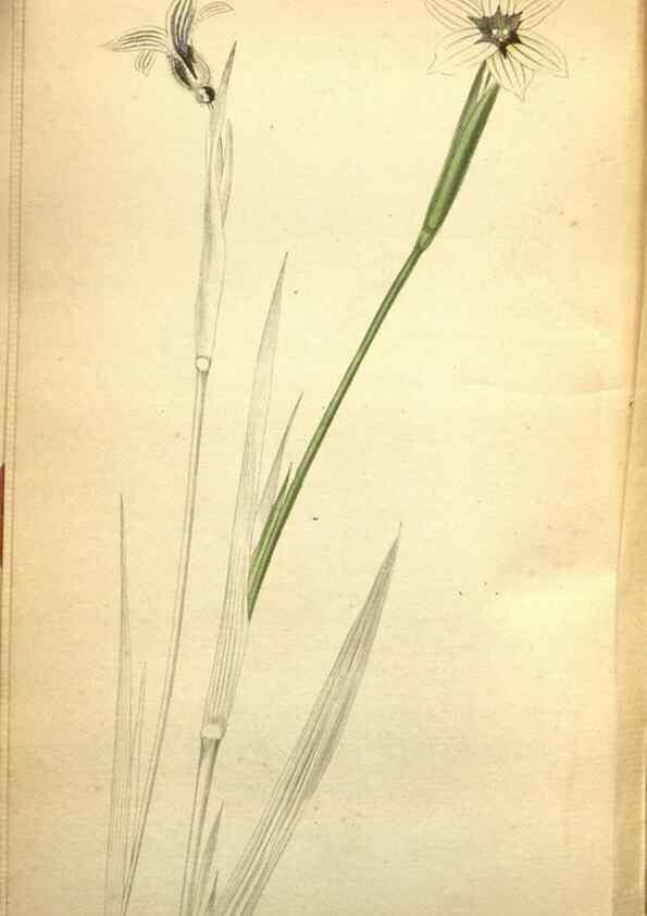 Reproducción/Reproduction 48787827237: The botanical cabinet. London :John & Arthur Arch ...,1817-1833.. 