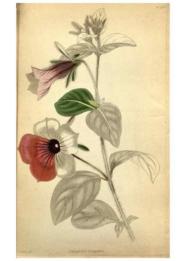 Reproducción/Reproduction 48787315568: The botanical cabinet. London :John & Arthur Arch ...,1817-1833.. 