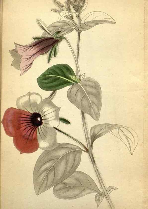 Reproducción/Reproduction 48787315568: The botanical cabinet. London :John & Arthur Arch ...,1817-1833.. 