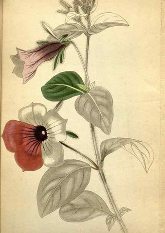 Reproducción/Reproduction 48787315568: The botanical cabinet. London :John & Arthur Arch ...,1817-1833.. 