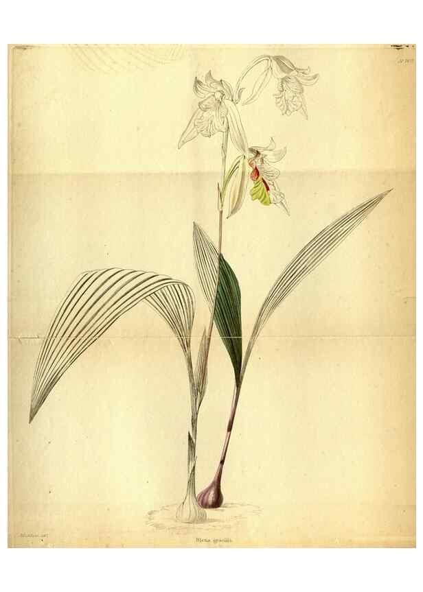Reproducción/Reproduction 48787675851: The botanical cabinet. London :John & Arthur Arch ...,1817-1833.. 