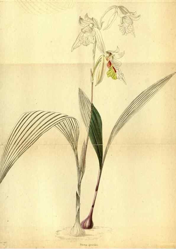 Reproducción/Reproduction 48787675851: The botanical cabinet. London :John & Arthur Arch ...,1817-1833.. 