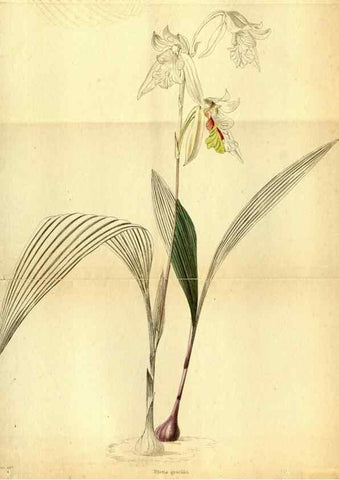Reproducción/Reproduction 48787675851: The botanical cabinet. London :John & Arthur Arch ...,1817-1833.. 