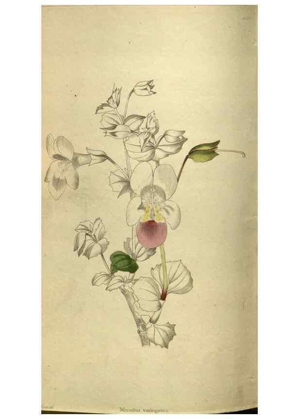 Reproducción/Reproduction 48787147923: The botanical cabinet. London :John & Arthur Arch ...,1817-1833.. 