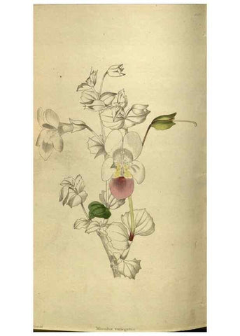 Reproducción/Reproduction 48787147923: The botanical cabinet. London :John & Arthur Arch ...,1817-1833.. 