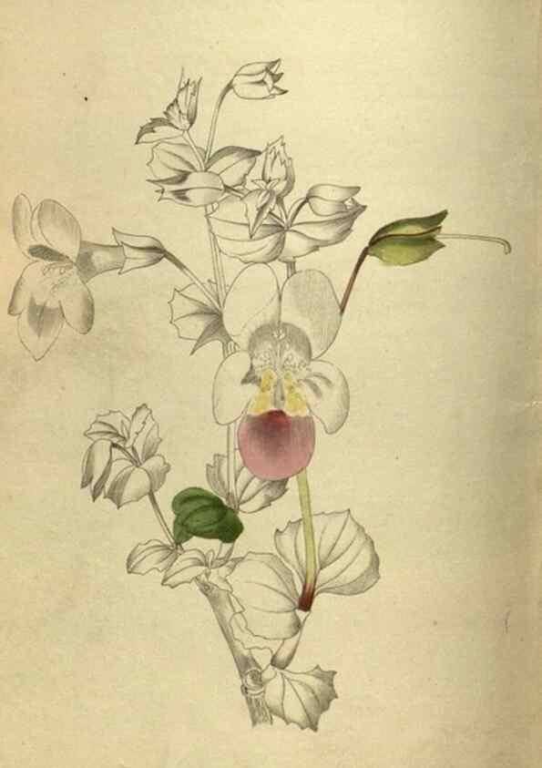Reproducción/Reproduction 48787147923: The botanical cabinet. London :John & Arthur Arch ...,1817-1833.. 