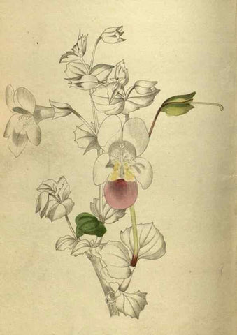 Reproducción/Reproduction 48787147923: The botanical cabinet. London :John & Arthur Arch ...,1817-1833.. 