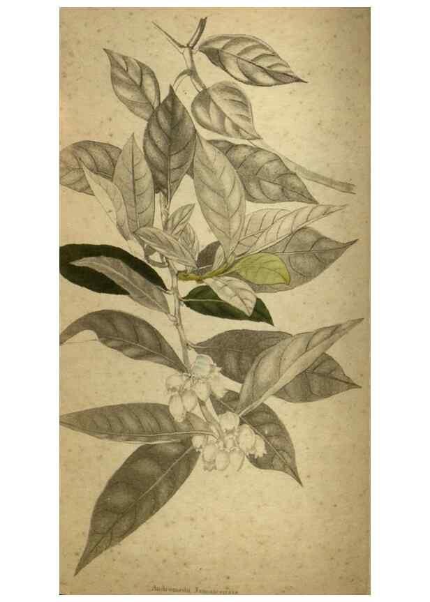 Reproducción/Reproduction 48787148298: The botanical cabinet. London :John & Arthur Arch ...,1817-1833.. 