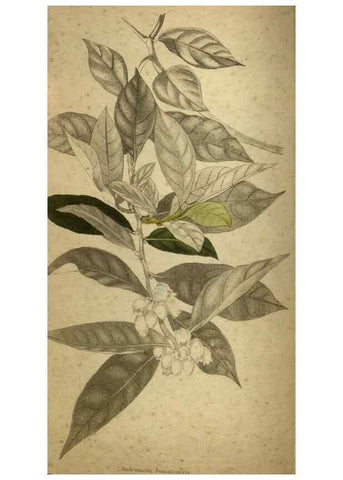 Reproducción/Reproduction 48787148298: The botanical cabinet. London :John & Arthur Arch ...,1817-1833.. 