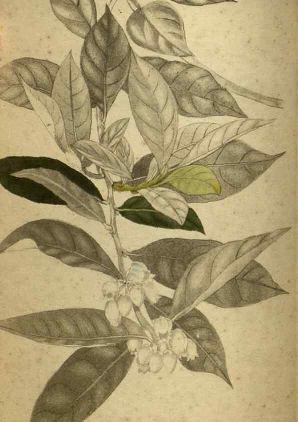 Reproducción/Reproduction 48787148298: The botanical cabinet. London :John & Arthur Arch ...,1817-1833.. 