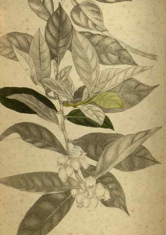 Reproducción/Reproduction 48787148298: The botanical cabinet. London :John & Arthur Arch ...,1817-1833.. 