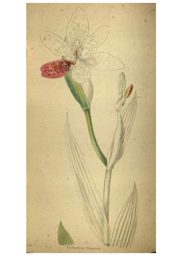 Reproducción/Reproduction 48787661932: The botanical cabinet. London :John & Arthur Arch ...,1817-1833.. 