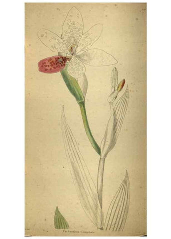 Reproducción/Reproduction 48787661932: The botanical cabinet. London :John & Arthur Arch ...,1817-1833.. 