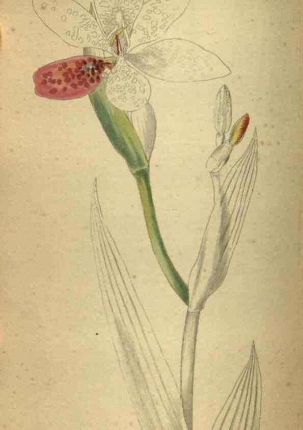 Reproducción/Reproduction 48787661932: The botanical cabinet. London :John & Arthur Arch ...,1817-1833.. 