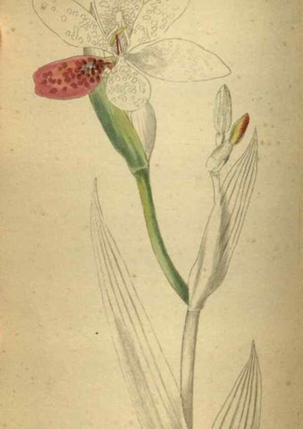 Reproducción/Reproduction 48787661932: The botanical cabinet. London :John & Arthur Arch ...,1817-1833.. 