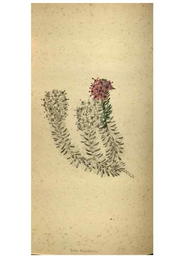 Reproducción/Reproduction 48787508671: The botanical cabinet. London :John & Arthur Arch ...,1817-1833.. 