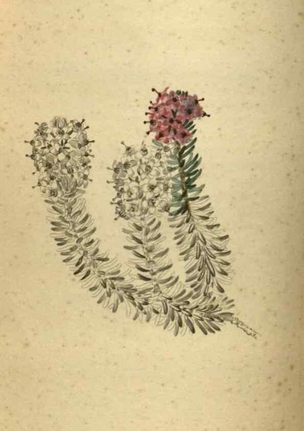 Reproducción/Reproduction 48787508671: The botanical cabinet. London :John & Arthur Arch ...,1817-1833.. 