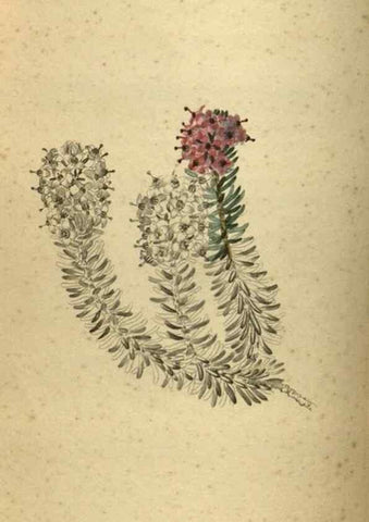 Reproducción/Reproduction 48787508671: The botanical cabinet. London :John & Arthur Arch ...,1817-1833.. 
