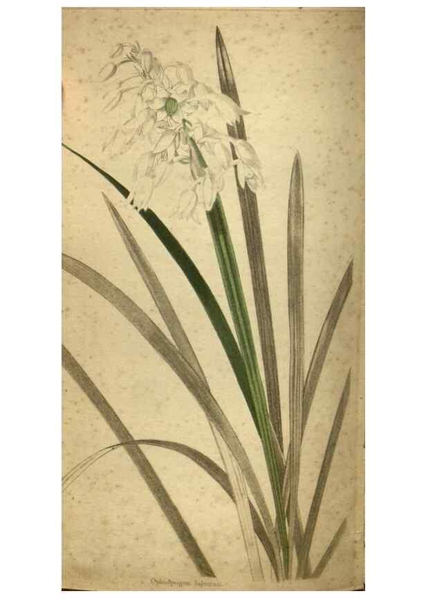 Reproducción/Reproduction 48787662587: The botanical cabinet. London :John & Arthur Arch ...,1817-1833.. 