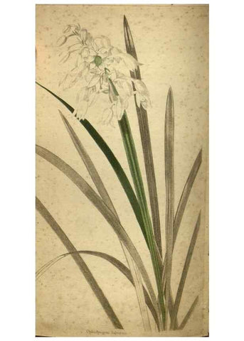 Reproducción/Reproduction 48787662587: The botanical cabinet. London :John & Arthur Arch ...,1817-1833.. 